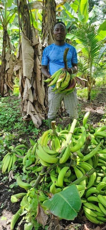 Récolte de bananes plantains de la Société Guinéenne de Produits Agricoles Mixtes
